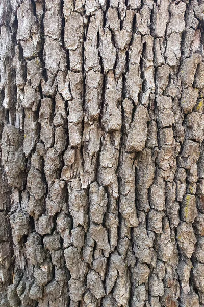 Sucha Struktura Kory Drzewa Tło Koncepcja Natury — Zdjęcie stockowe