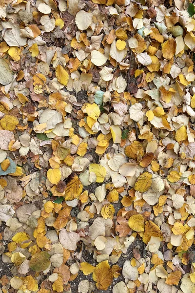 Mooie Kleurrijke Herfst Bladeren Grond Vallende Herfst Bladeren Bos — Stockfoto