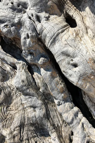 Natürliche Rindenstruktur Eines Baumes Die Oberfläche Der Baumrinde Mit Flecken — Stockfoto