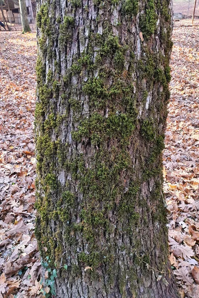 Moos Auf Der Rinde Eines Baumes Wald — Stockfoto