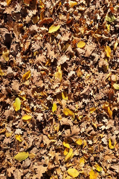 Mooie Kleurrijke Herfst Bladeren Grond Vallende Herfst Bladeren Bos — Stockfoto