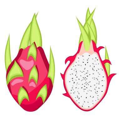 Pitahaya, Dragon meyve illüstrasyon vektör.