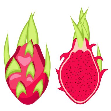 Pitahaya kırmızı, Dragon meyve illüstrasyon vektör.