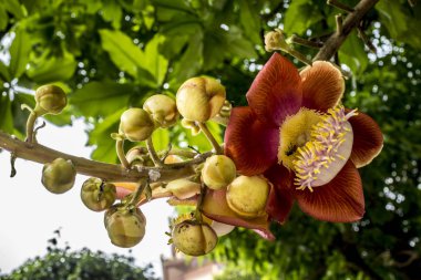 Büyük egzotik çiçek