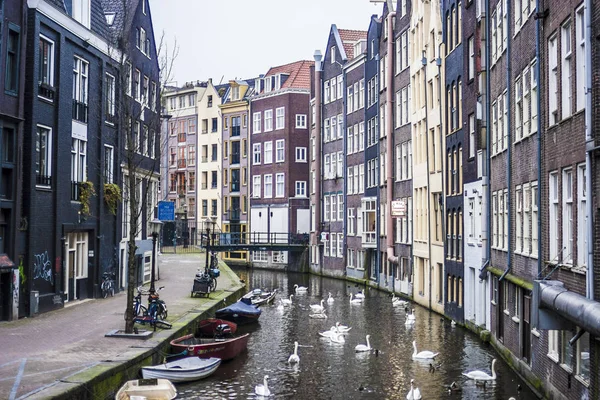Amsterdam'da canal caddesinde