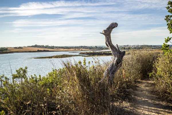 Dry tree by the river