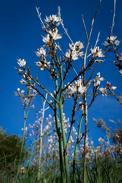 Virágzó Virágok Közeleg Nyár Algarve Portugália — Stock Fotó