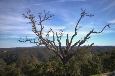 Kuru bir ağaç ve arkasında dağlar..