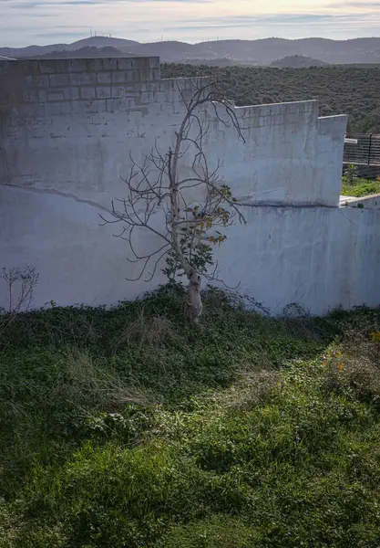 Duvarda büyüyen bir ağaç. 