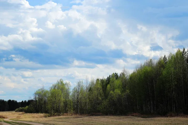 Sommarskogslandskap — Stockfoto