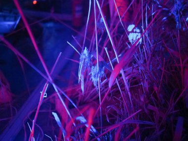 abstract trending blue background of neon plants.