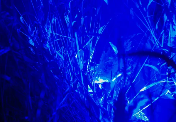 Abstrakcyjne trendy niebieskie tło roślin neonowych. — Zdjęcie stockowe