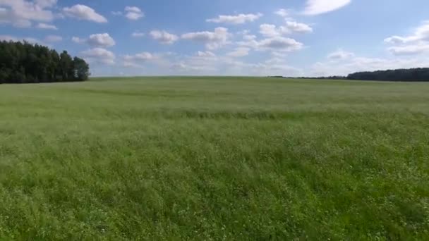 Flug über supergrünem Gras und blauem Himmel, Luftaufnahme — Stockvideo