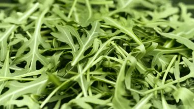rucola dönen portre