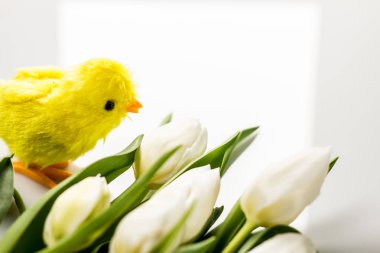 Paskalya kavramı. Paskalya yumurtaları ve Lale renkli arka plan üzerinde yer tipografi için