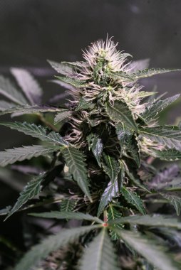 Kenevir bitkisine yakın görüş, kenevir sativa yaprakları, gelişen tıbbi marihuana