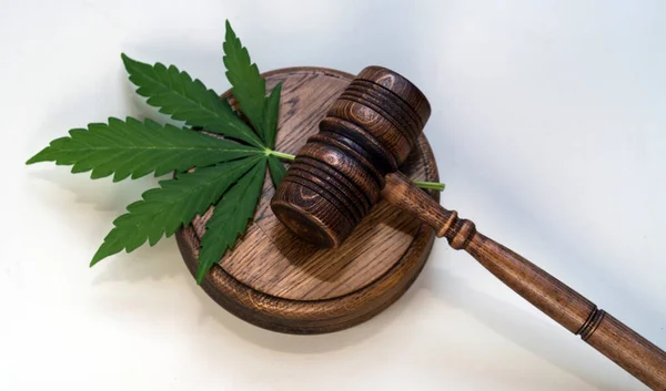 Cbd Marijuana Leaves Judging Mallets — Stock Photo, Image