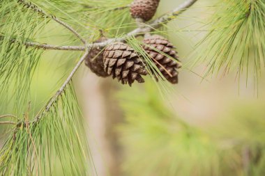 Dalda çam kozalakları.