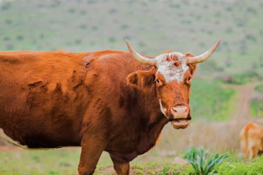 Kahverengi inek alan arka plan üzerinde.