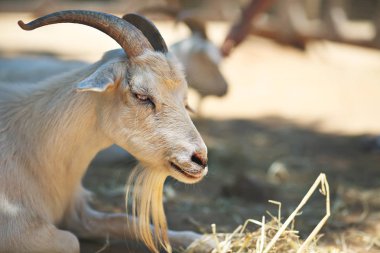 Çiftlik beyaz keçi.