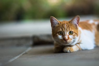 Portakal tekir kiitten