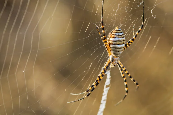 Macro araignée de jardin baguée . — Photo