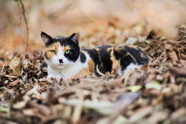 Volwassen Calico kat op droge bladeren — Stockfoto