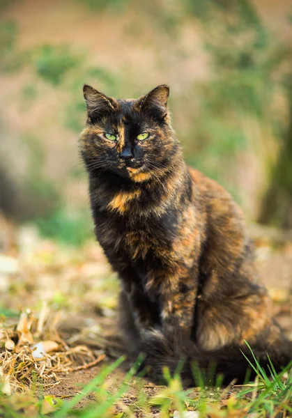 Tortoiseshell cat fall theme — Stock Photo, Image