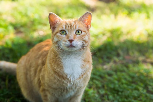 stock image Orange tabby cat