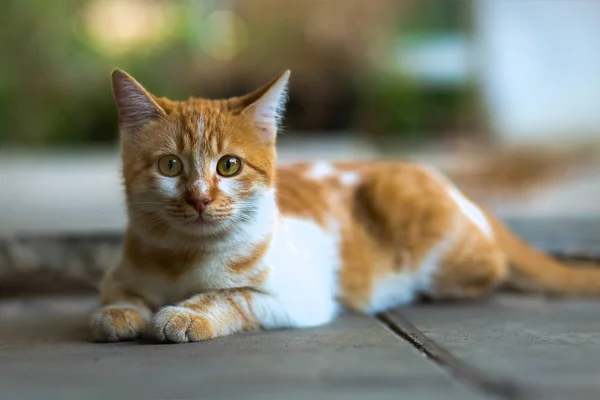 Oranžový kočka obecná kiitten — Stock fotografie