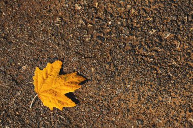 Bir yerde sarı sonbahar yaprak.
