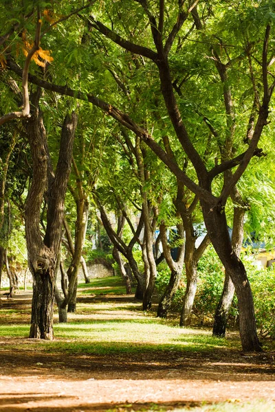 Tall green trees alley. — Stock Photo, Image