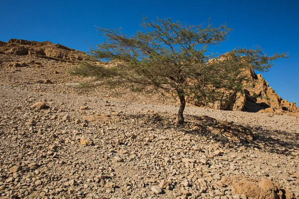 Magányos fa a sivatagban. — Stock Fotó