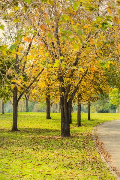 Onverharde weg in herfst thema gekleurde park — Stockfoto