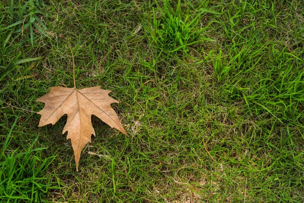 Yeşil çimlerin üzerinde kuru yaprak — Stok fotoğraf