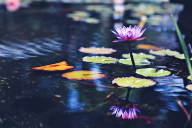 Nymphaea mor çiçek-su lily yansıma su.