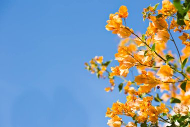 Mavi gökyüzü turuncu bougainvillea çiçek