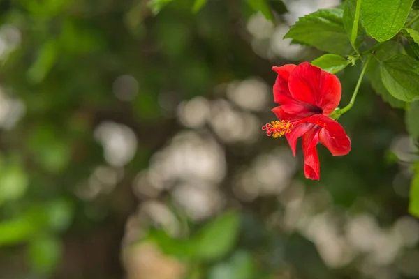 Flor vermelha de hibisco — Fotografia de Stock