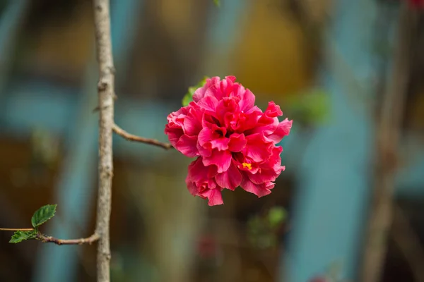 분홍빛 히비스커스 꽃 — 스톡 사진