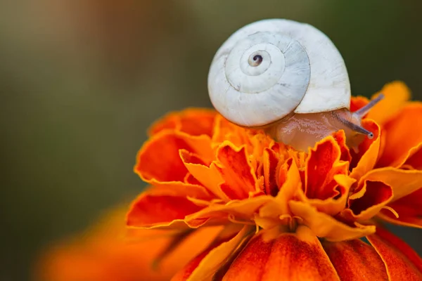 Salyangoz bir turuncu kadife çiçeği çiçek makro üzerinde. — Stok fotoğraf