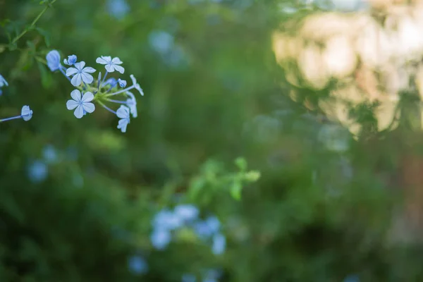 Plumbago flores azules — Foto de Stock