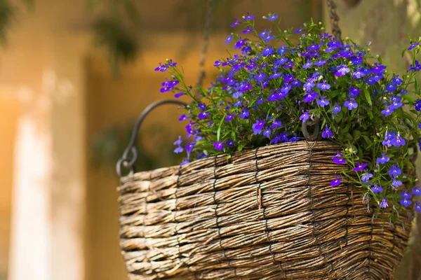 Houten rieten mand met blauwe Lobelia bloemen. — Stockfoto