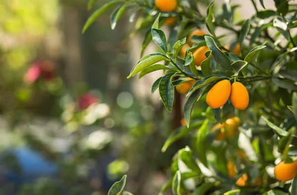 Kamkat ağacı meyve ile 