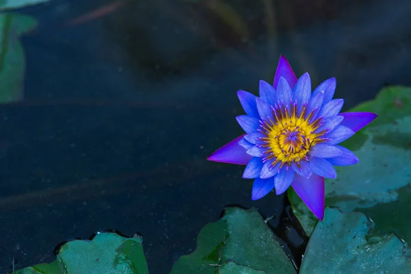 Flor de lírio azul profundo da água — Fotografia de Stock