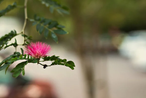 Roze silk tree bloem bloei — Stockfoto