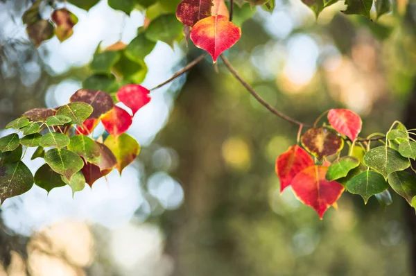 Red tree leaves fall — Stock Photo, Image