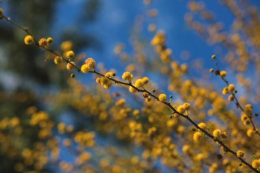 Sarı akasya ağacı çiçek 