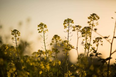 Sunset'teki hardal bitki.