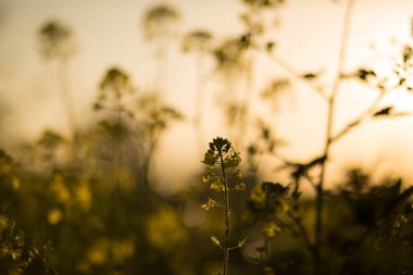 Sunset'teki hardal bitki.
