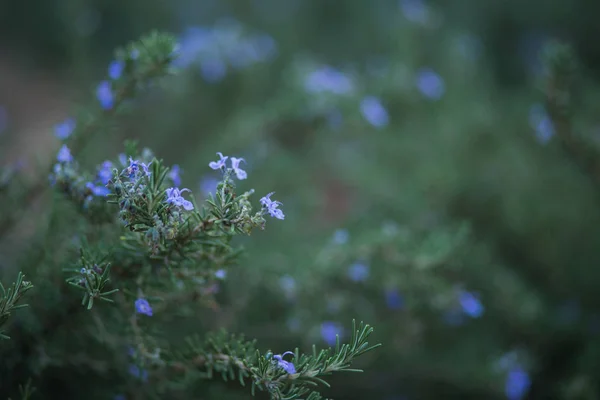 Rosemary blå blommor — Stockfoto